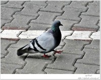 /album/fotografie-bratislavy/blava11-jpg/